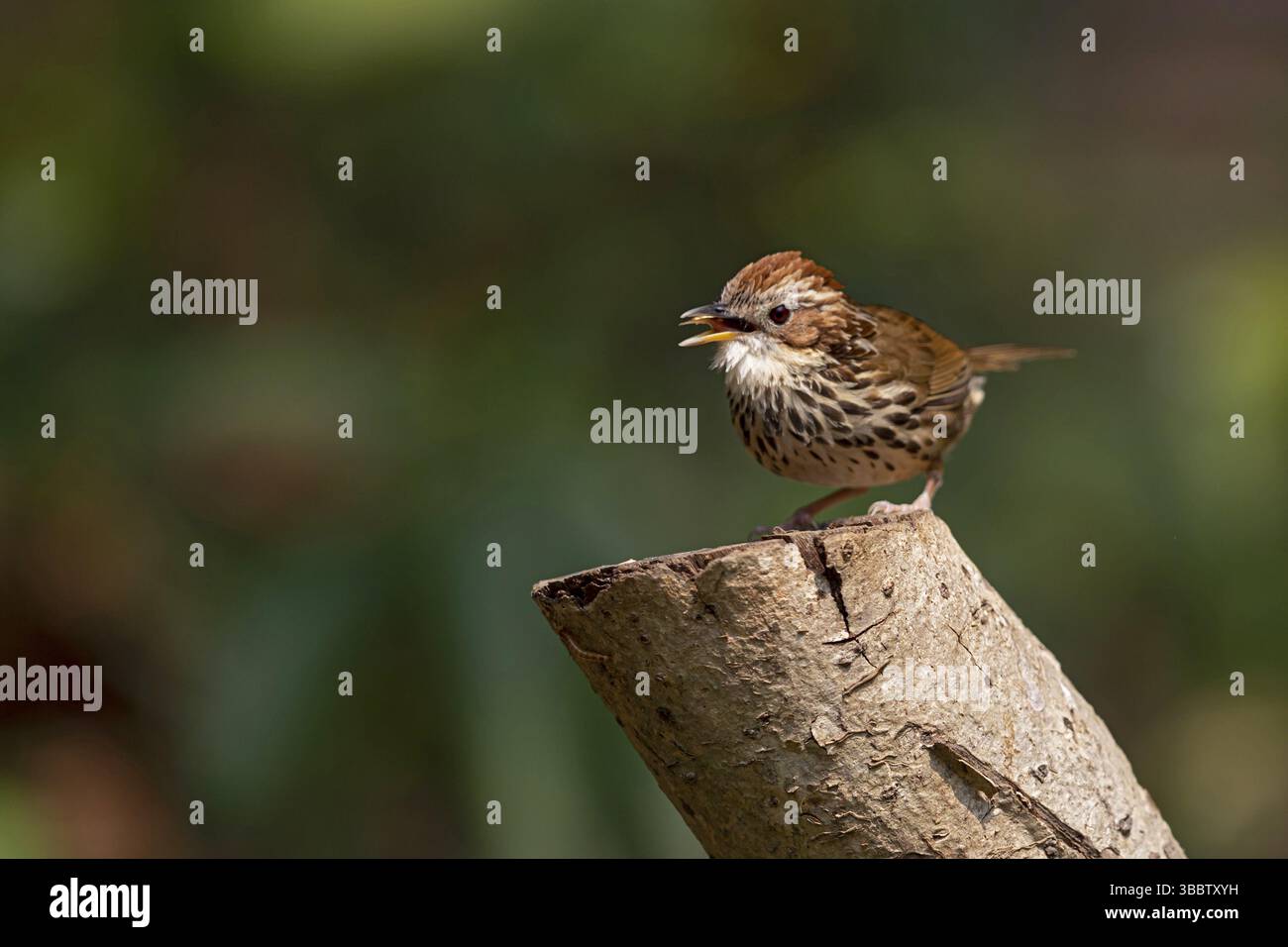 Puff-throated Babbler (Pellorneum ruficeps shanense), Yunnan, Cina, Asia Foto Stock