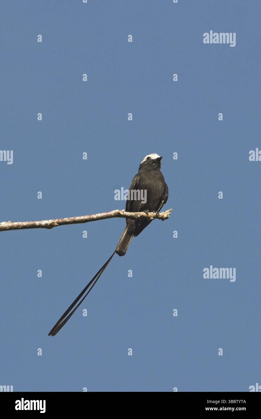 Tiranno dalla coda lunga (Colonia colonus), Costa Rica, America centrale Foto Stock