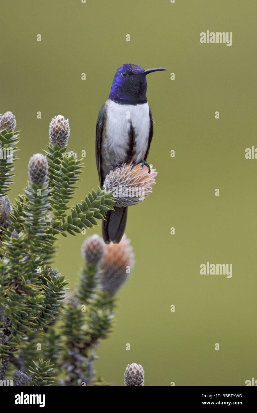 Ecuador Hillstar (Oreotrochilus chimborazo), Ecuador, Sud America Foto Stock