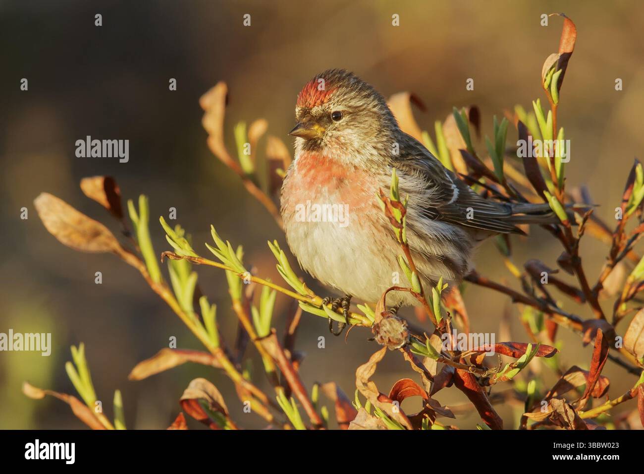Redpoll comune (Carduelis flammea) appollaiato su un ramo a nome, Alaska Foto Stock