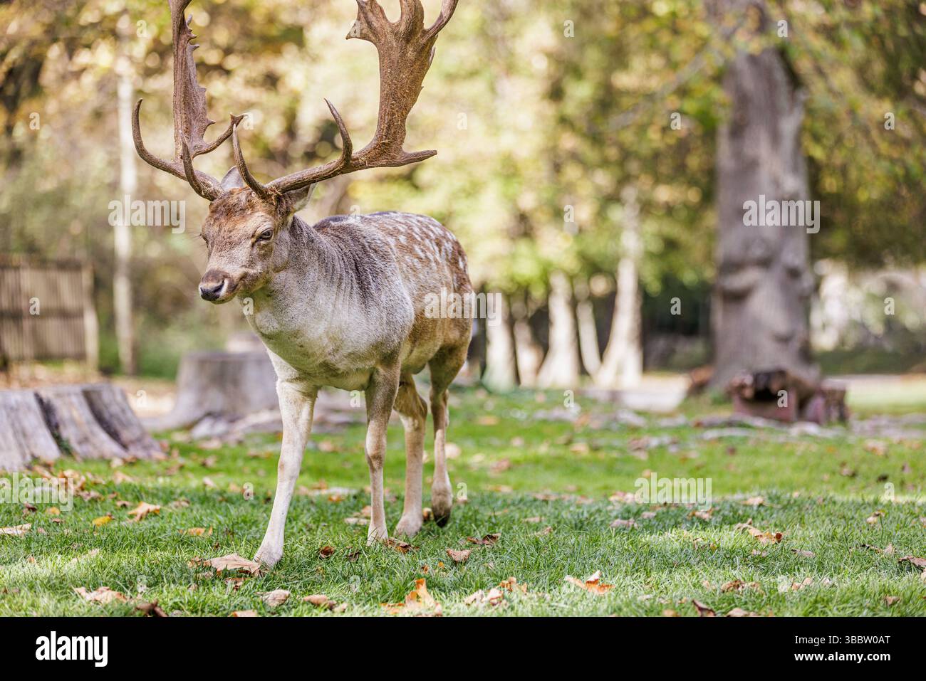 Bellissimo ritratto di cervi nella natura autunnale, primo piano di maestosi animali nel paesaggio della foresta stagionale con colorato sfondo foglioso all'aperto Foto Stock