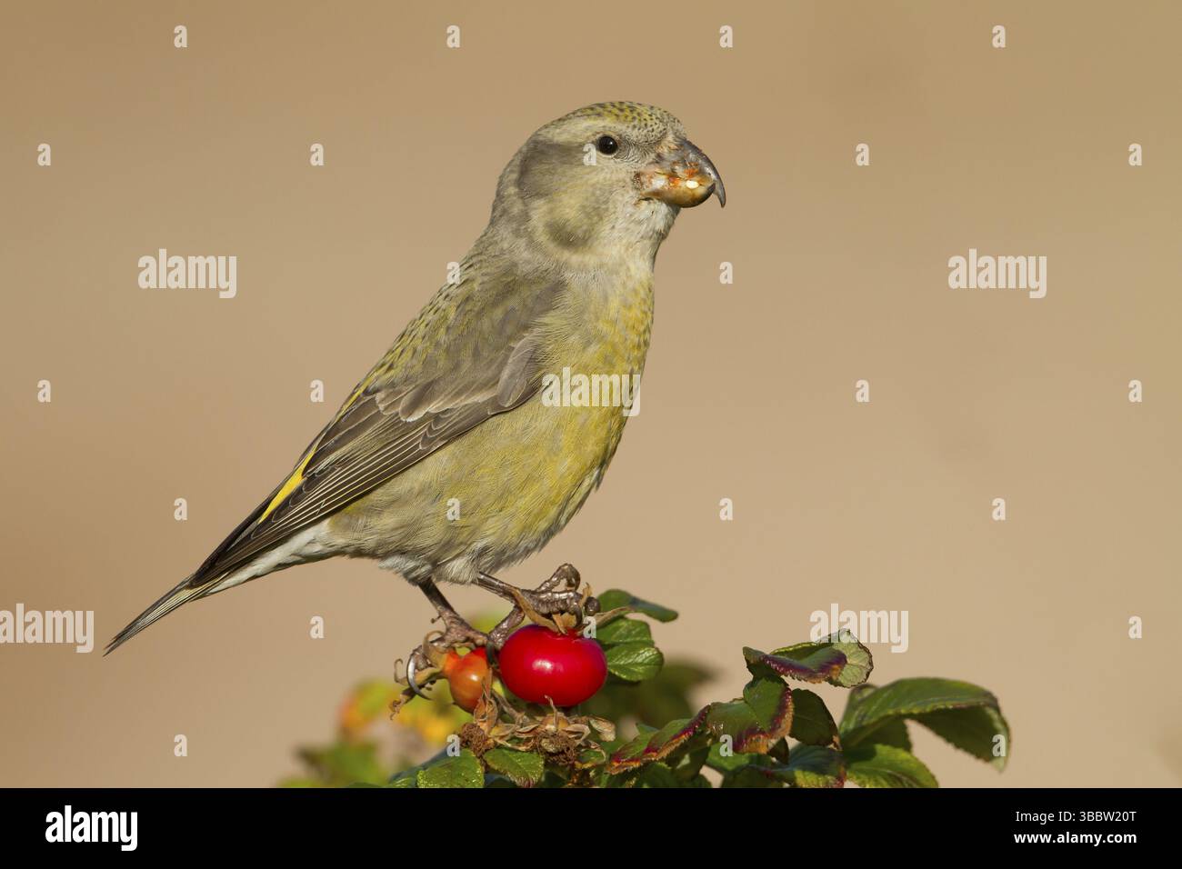 Parrot Crossbill - Kiefernkreuzschnabel - Loxia pytyopsittacus, Germania. femmina Foto Stock