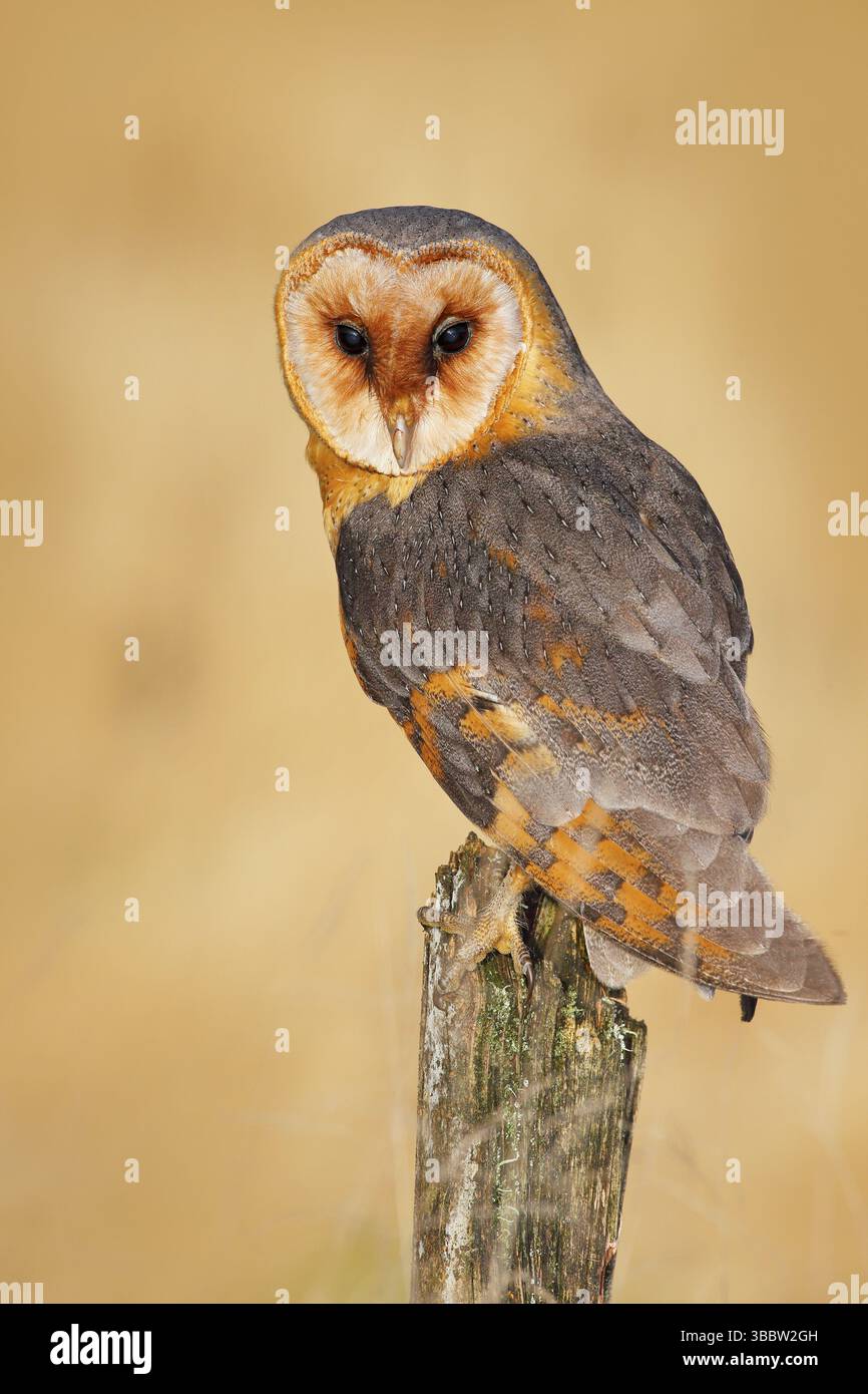 Gufo su tronco di albero in prato. Fienile gufo, Tito alba, bel uccello seduto su pietra recinzione, luce evenig, bello sfocato verde chiaro lo sfondo, animale in t Foto Stock