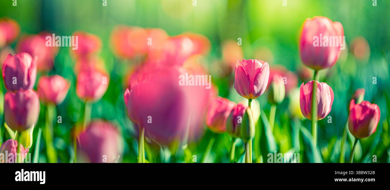 Splendidi fiori di tulipani rosa nello striscione del giardino, paesaggio floreale primaverile, sfondo naturale vibrante sfocato nel lussureggiante giardino Foto Stock