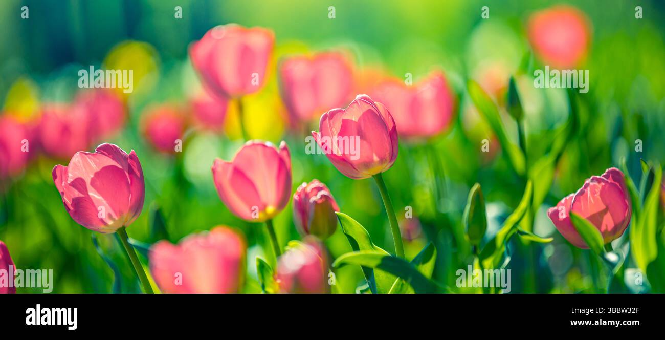 Splendidi fiori di tulipani rosa nello striscione del giardino, paesaggio floreale primaverile, sfondo naturale vibrante sfocato nel lussureggiante giardino Foto Stock
