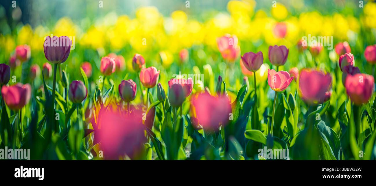 Splendidi fiori di tulipani rosa nello striscione del giardino, paesaggio floreale primaverile, sfondo naturale vibrante sfocato nel lussureggiante giardino Foto Stock
