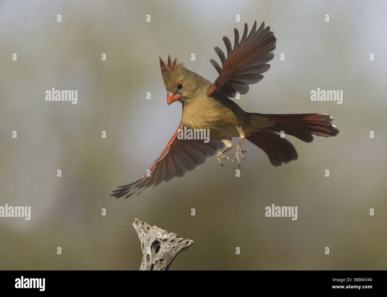 Cardinalis cardinalis (Cardinalis cardinalis), volo femminile, Arizona, Stati Uniti, Nord America Foto Stock