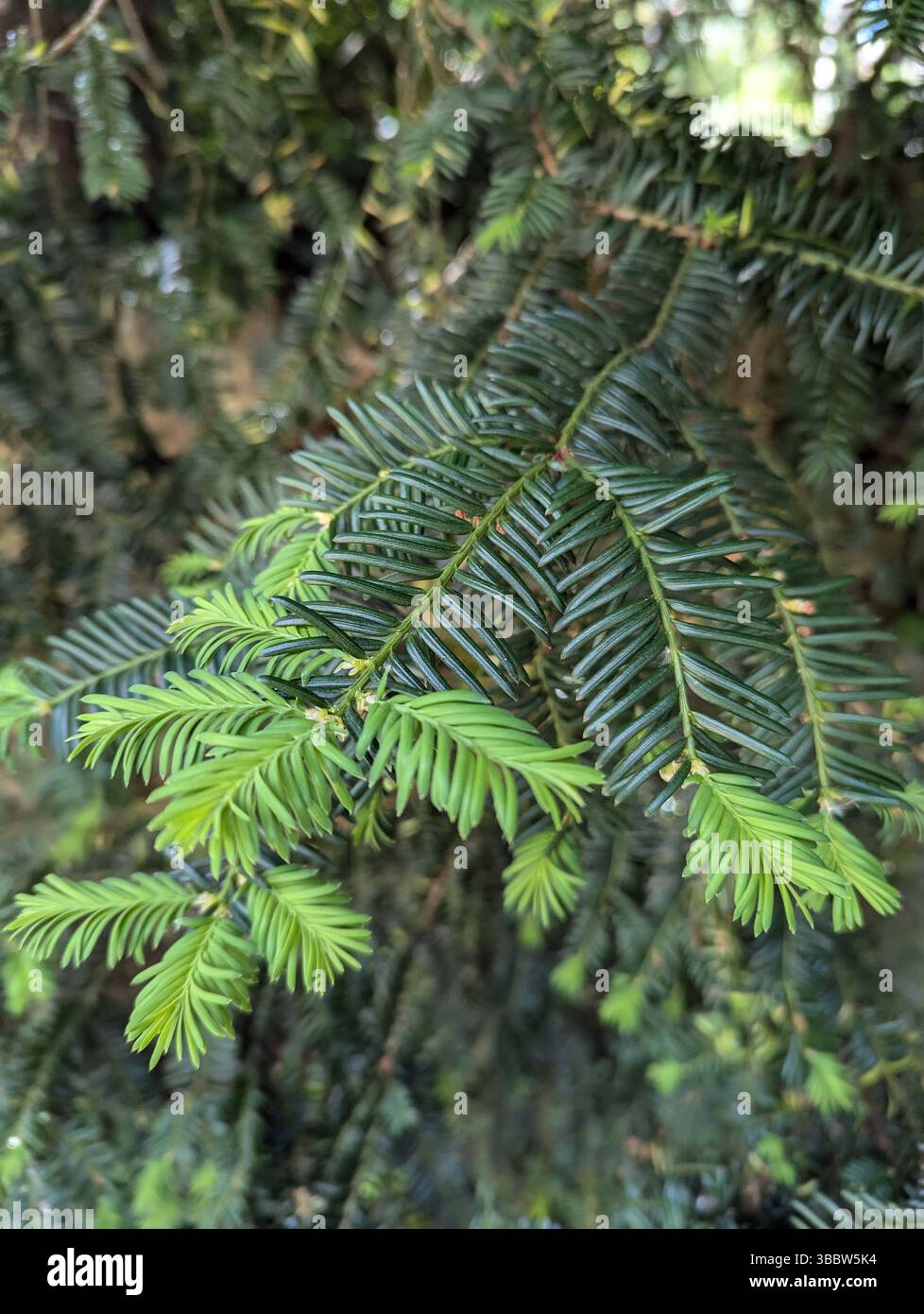 Yew Tree Branch Foto Stock