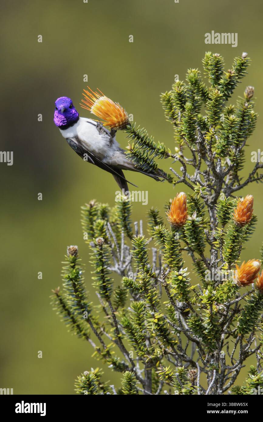 Hillstar ecuadoriana (Oreotrochilus chimborazo) arroccata su un fiore in Ecuador Foto Stock