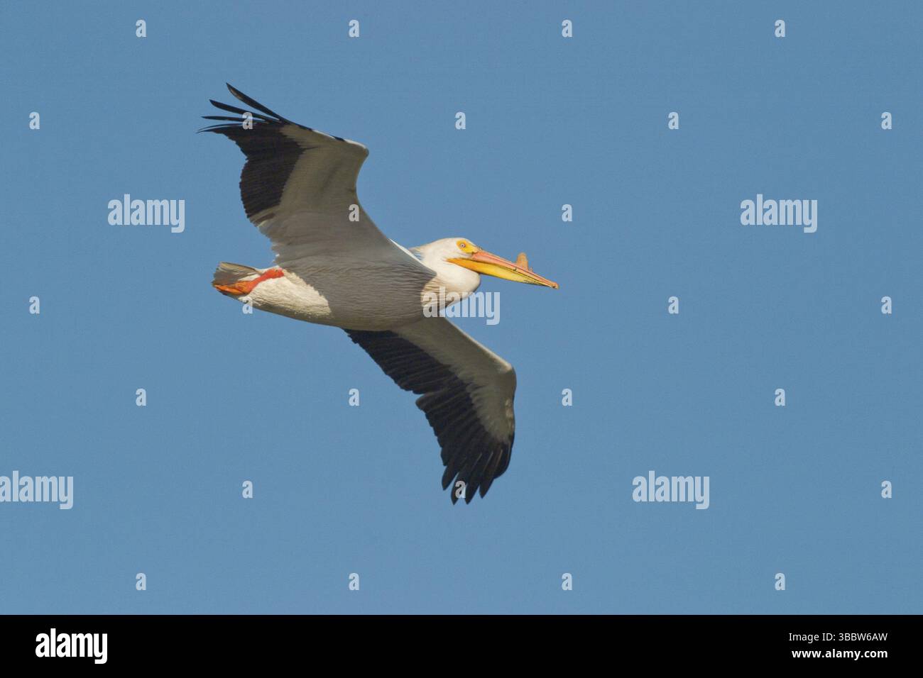 American White Pelican (Pelecanus erythrorhynchos) Contea di Yolo, California Foto Stock