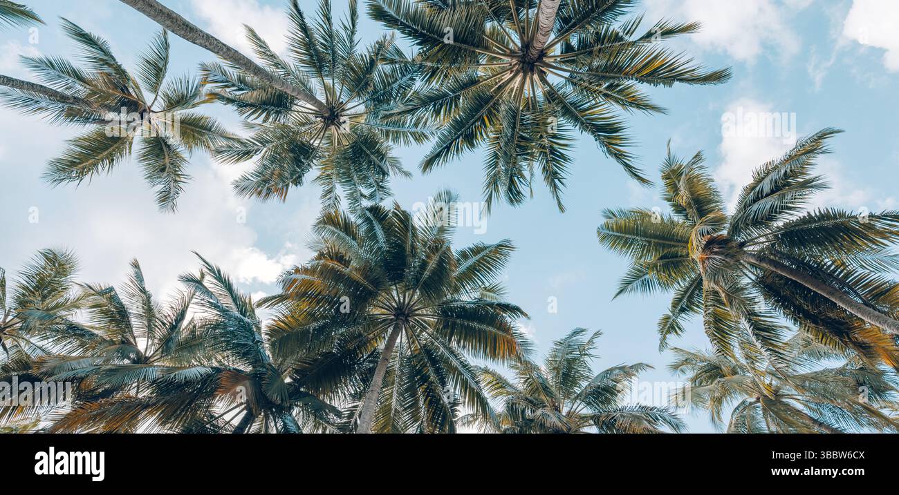 Guardando verso le palme, si lasciano sfumature di colore retrò, luce soffusa del tramonto, rilassante e tranquilla natura tropicale, atmosfera da paradiso per le vacanze estive Foto Stock