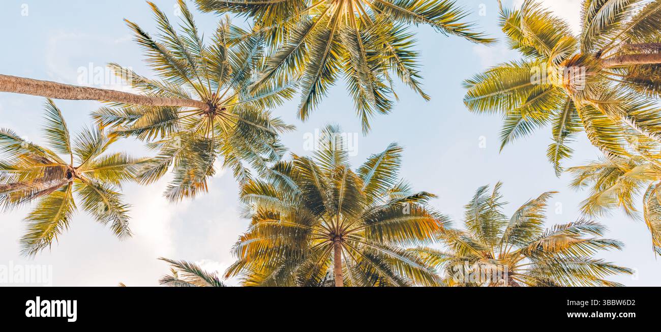 Guardando verso le palme, si lasciano sfumature di colore retrò, luce soffusa del tramonto, rilassante e tranquilla natura tropicale, atmosfera da paradiso per le vacanze estive Foto Stock