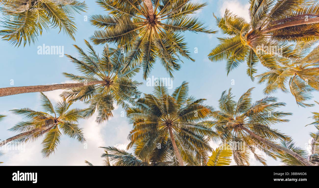 Guardando verso le palme, si lasciano sfumature di colore retrò, luce soffusa del tramonto, rilassante e tranquilla natura tropicale, atmosfera da paradiso per le vacanze estive Foto Stock