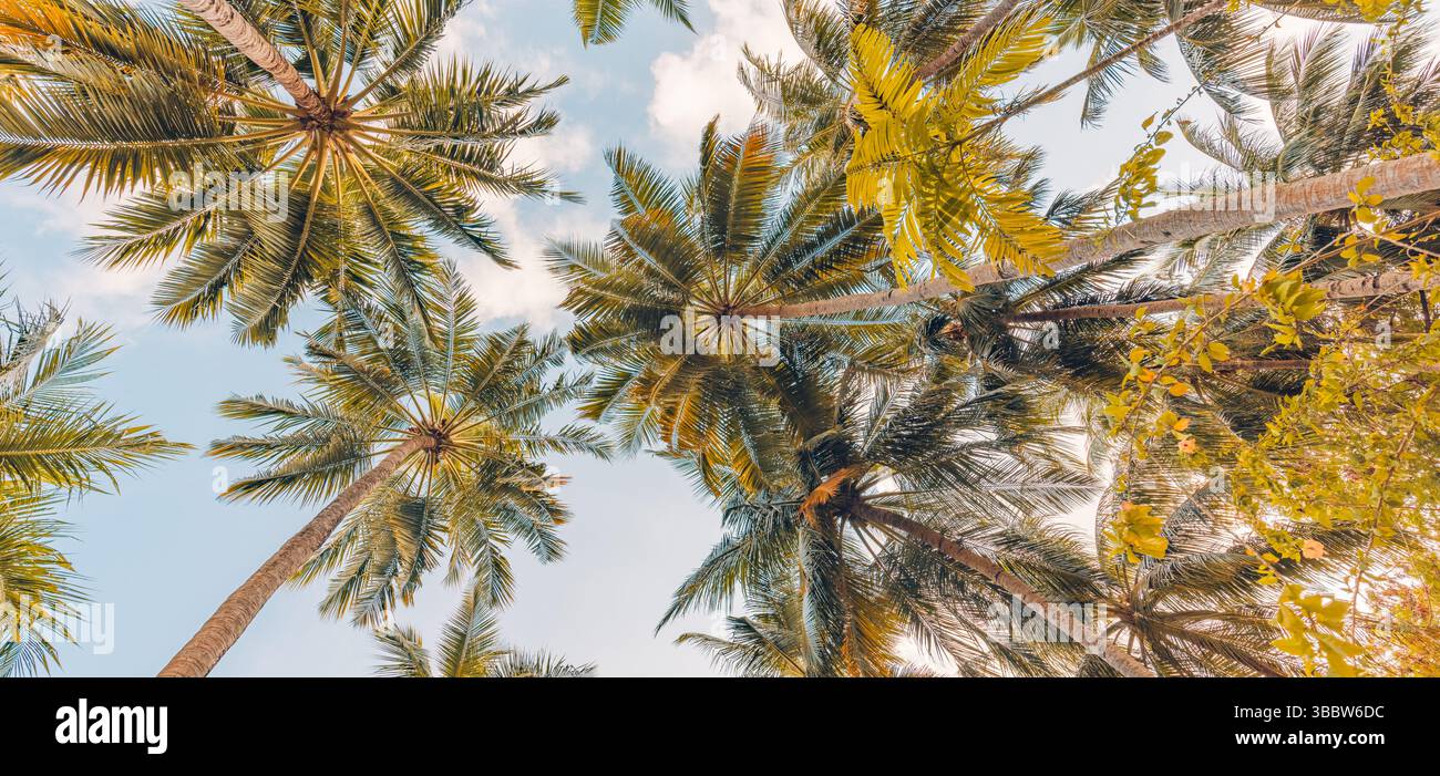 Guardando verso le palme, si lasciano sfumature di colore retrò, luce soffusa del tramonto, rilassante e tranquilla natura tropicale, atmosfera da paradiso per le vacanze estive Foto Stock