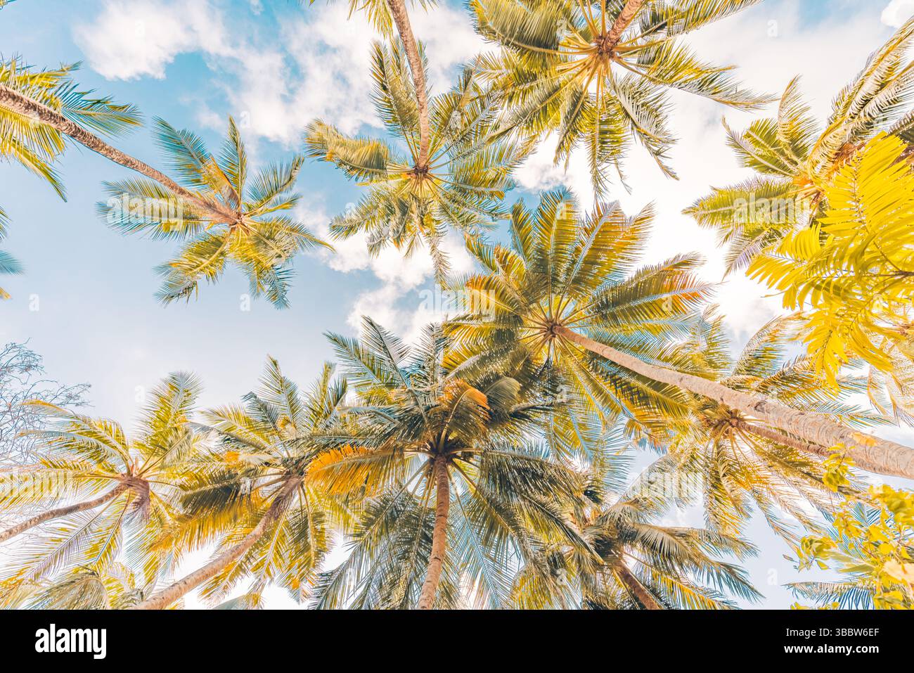 Guardando verso le palme, si lasciano sfumature di colore retrò, luce soffusa del tramonto, rilassante e tranquilla natura tropicale, atmosfera da paradiso per le vacanze estive Foto Stock