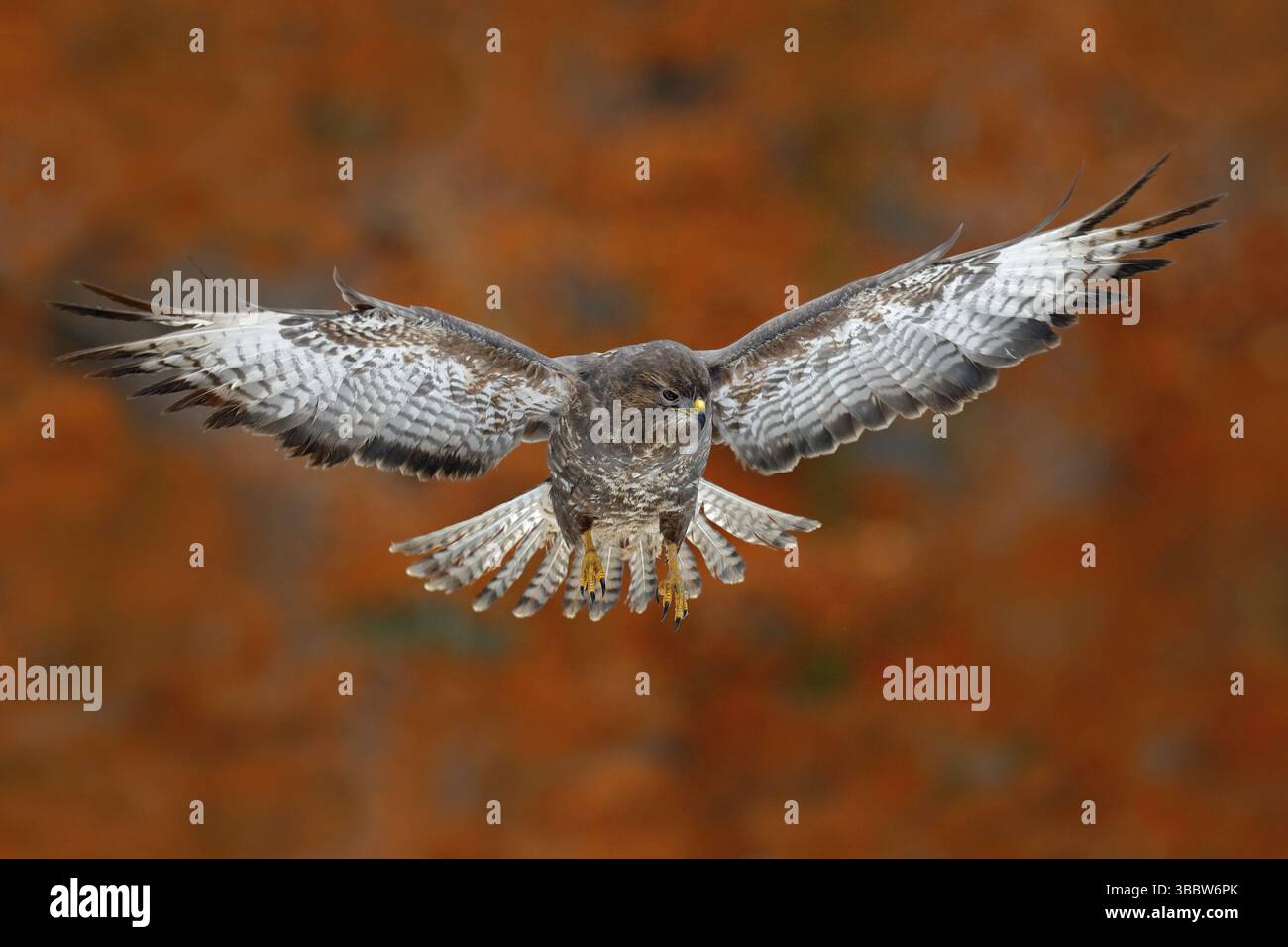 Uccello volante falco Buzzard con blurred arancio autunno albero foresta sullo sfondo. Fauna selvatica scena dalla natura. Uccello in volo. Falco nell'habitat naturale. Oppure Foto Stock