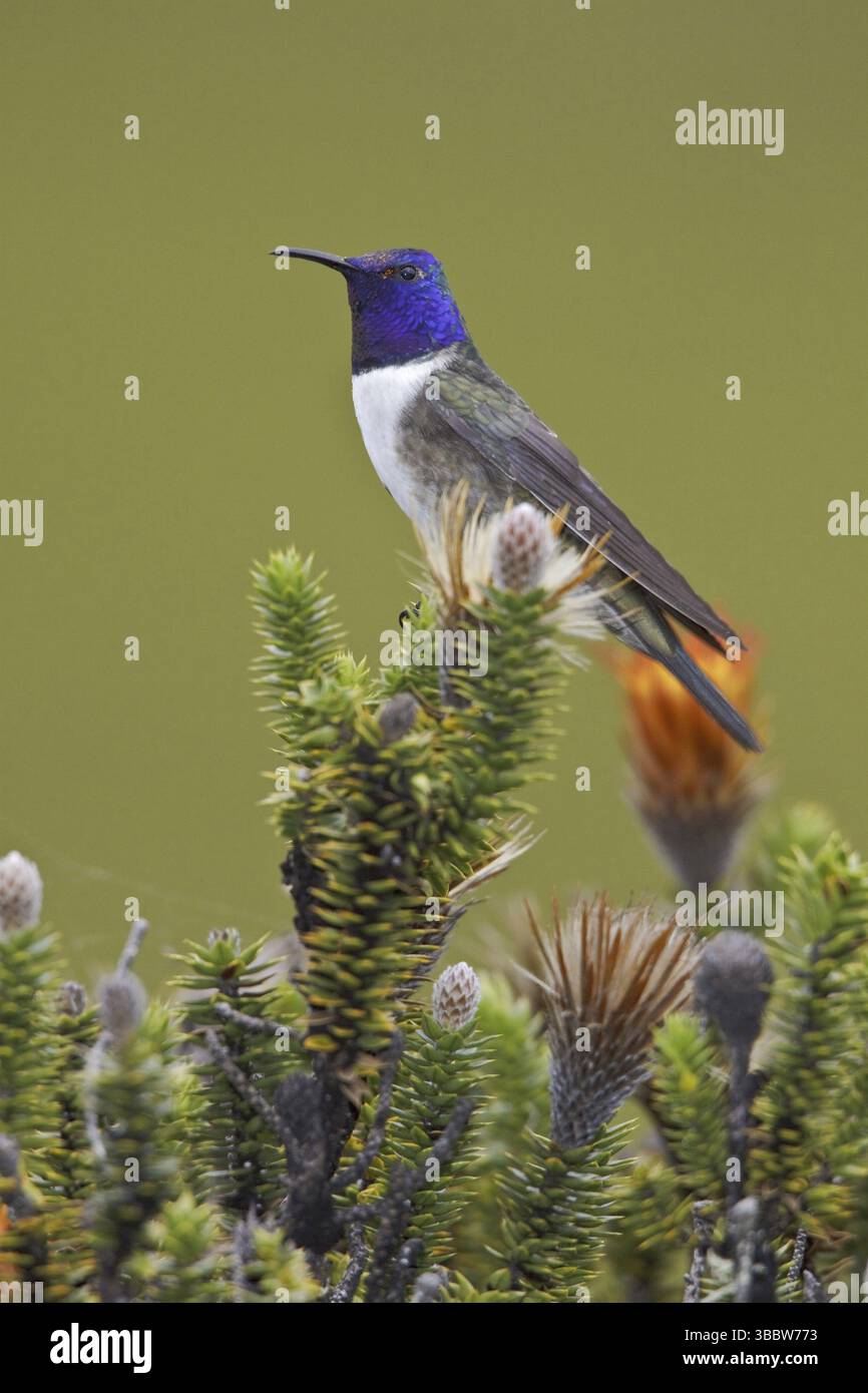 Ecuador Hillstar (Oreotrochilus chimborazo), Ecuador, Sud America Foto Stock