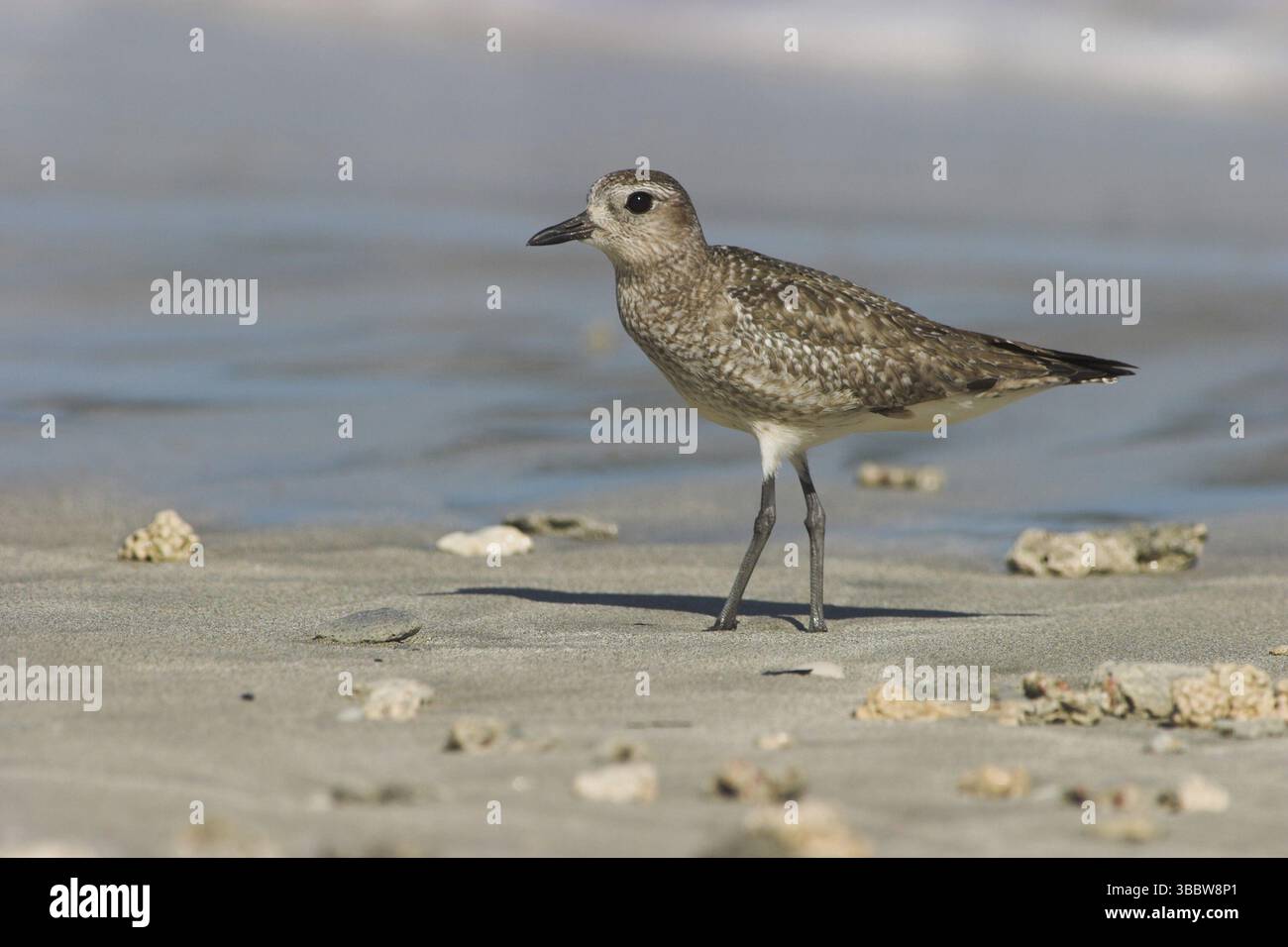 American Golden Plover (Pluvialis dominica), Costa Rica, America centrale Foto Stock