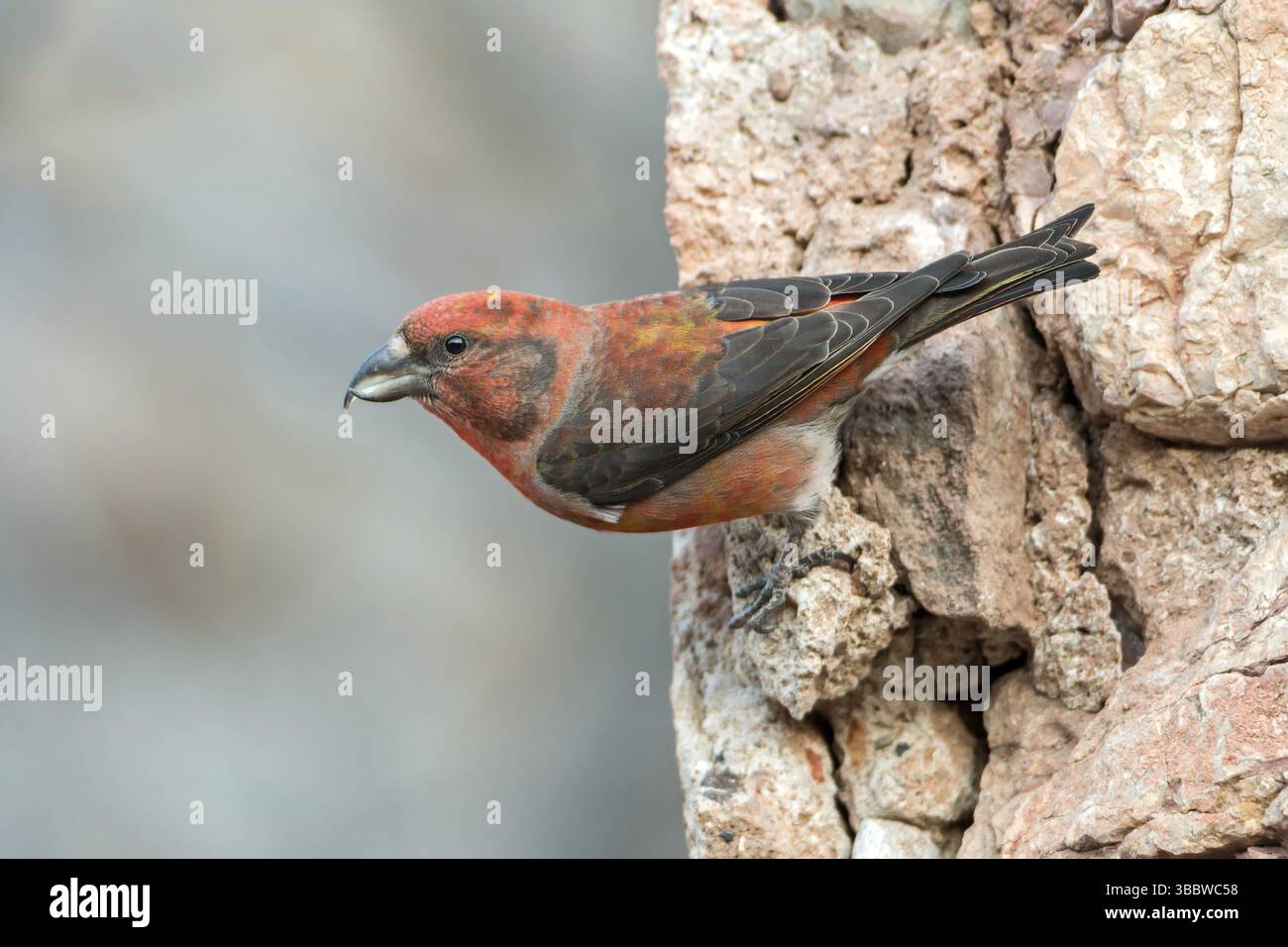 Red Crossbill (Loxia curvirostra) maschile, Spagna, Europa Foto Stock