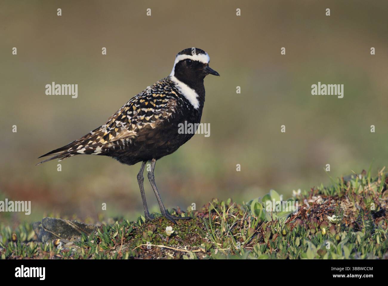 American Golden Plover (Pluvialis dominica), Alaska, Stati Uniti, Nord America Foto Stock
