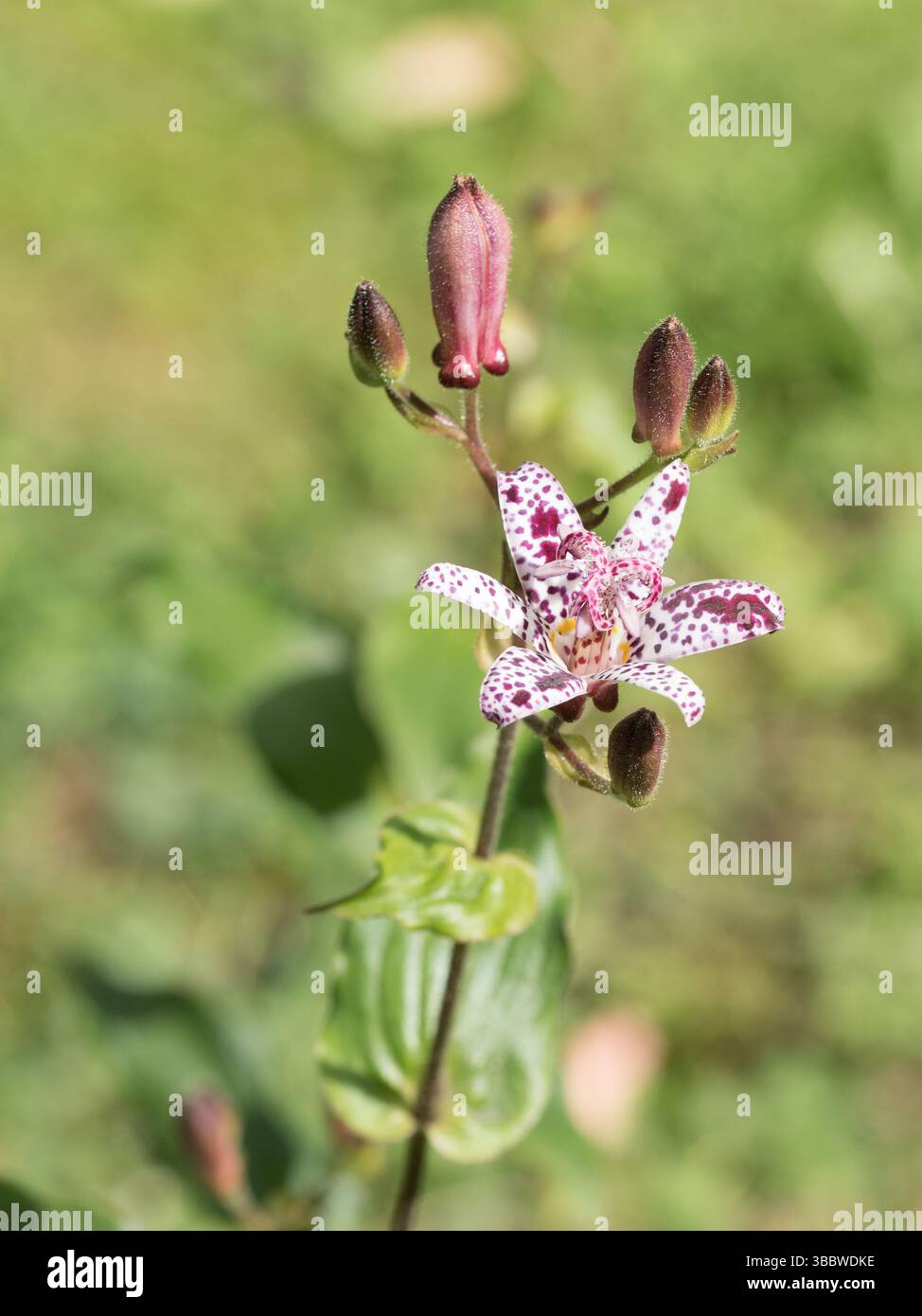 Giglio di rospo, Tricyrtis hirta, in un primo piano Foto Stock