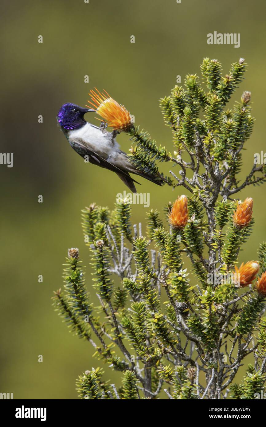 Hillstar ecuadoriana (Oreotrochilus chimborazo) arroccata su un fiore in Ecuador Foto Stock