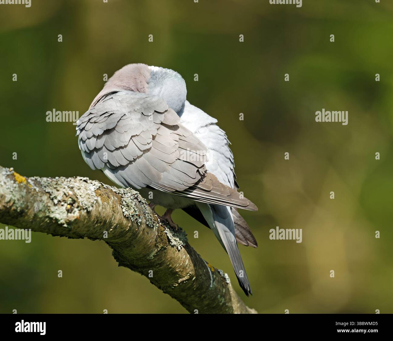 Preparazione piccione di legno sul ramo Foto Stock