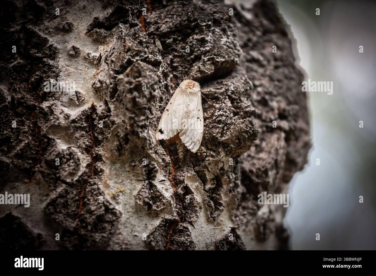 Primo piano di una falena di tussock dalla coda gialla (Euproctis similis), chiamata anche falena della coda d'oro o falena del cigno, che riposa mimetizzata sulla corteccia ruvida degli alberi in una città Foto Stock