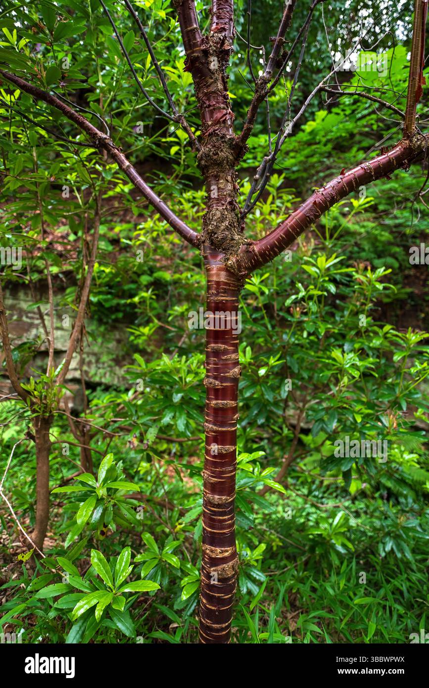 Tronco rosso e lucido di ciliegio tibetano (Prunus serrula) nel Whinfell Quarry Garden di Sheffield Foto Stock