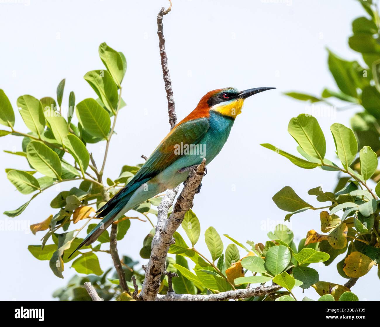Merops apiaster (Merops apiaster) arroccato su un albero, Repubblica di Cipro Foto Stock