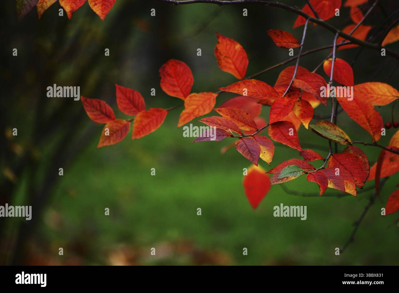 Autunno in Germania. Coburg in Baviera Foto Stock