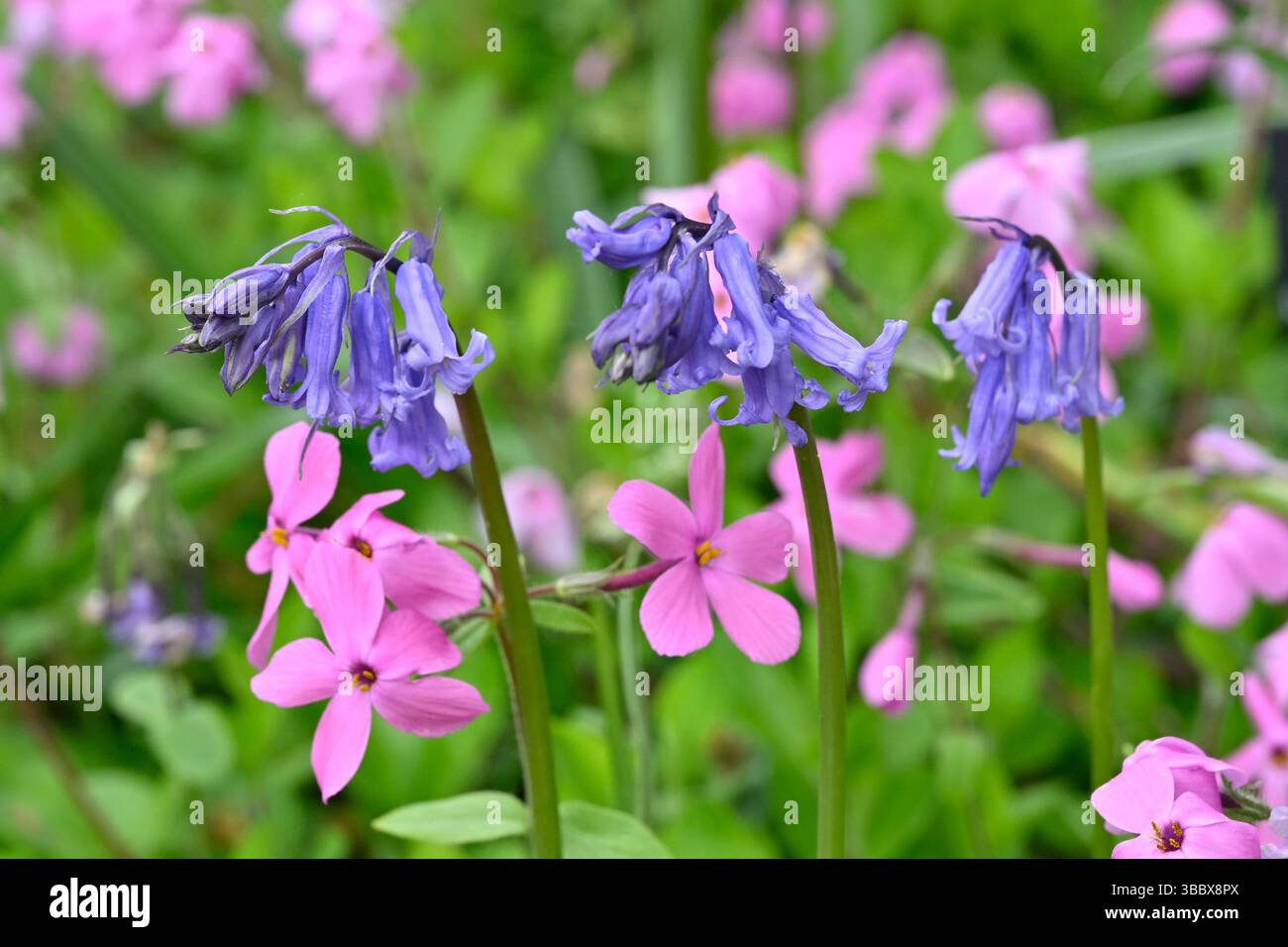Combinazione di piante primaverili di phlox stolonifera fuochi domestici e campanelli inglesi giardino britannico maggio Foto Stock