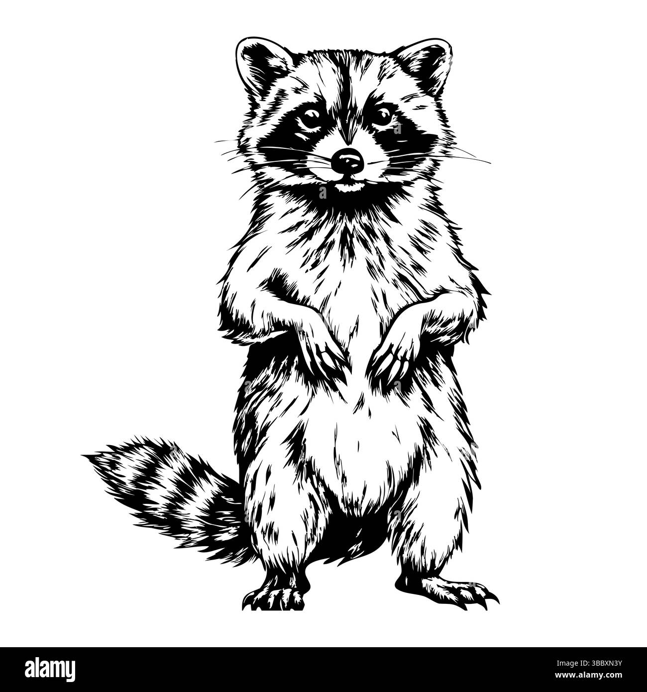 Procione in piedi con zampe sollevate in posizione di allerta in un'illustrazione vintage Illustrazione Vettoriale