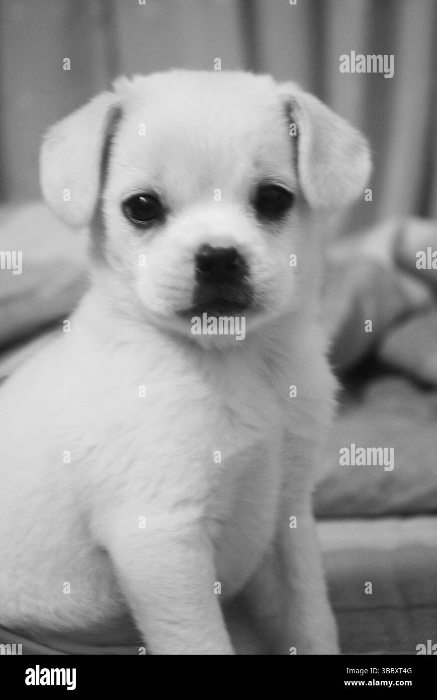 Innocent White Puppy in bianco e nero - Ritratto di animali poco profondo e profondo Foto Stock