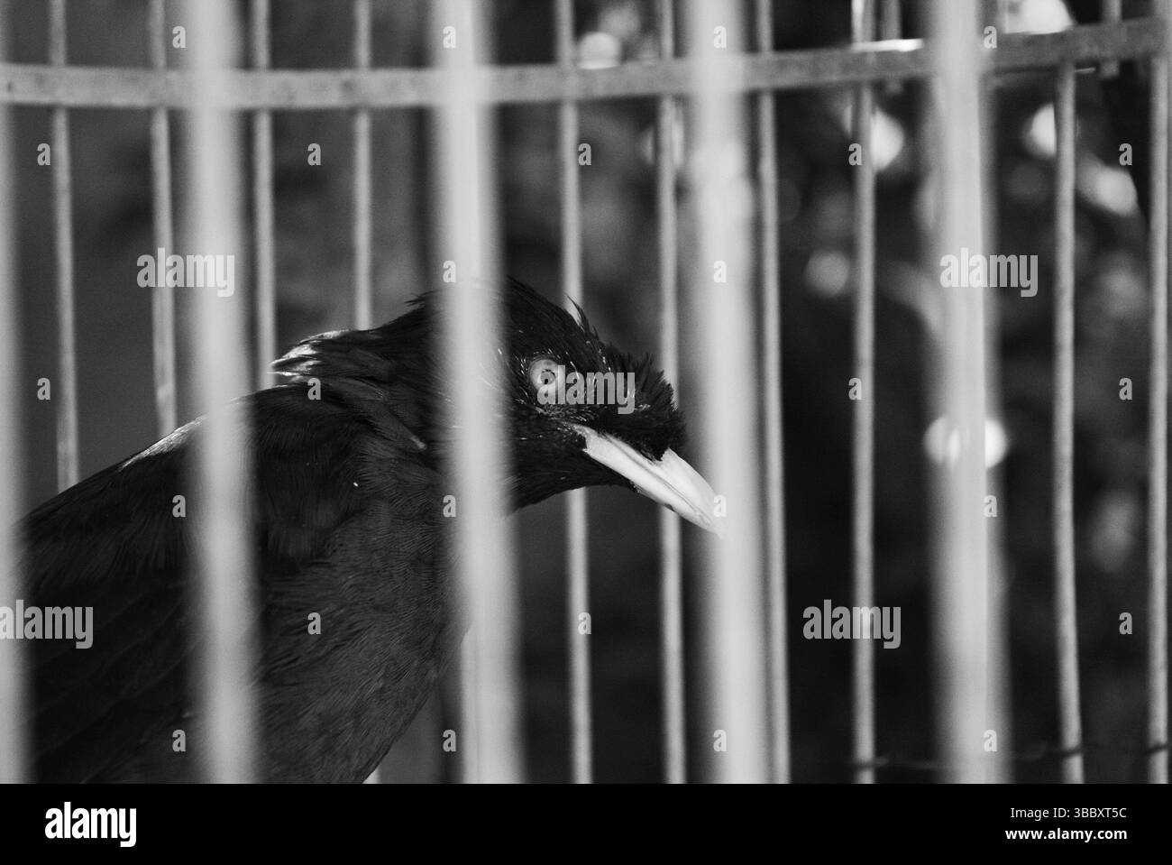 Hill Myna Behind Cage Bars - Ritratto monocromatico di un uccello parlante in cattività Foto Stock