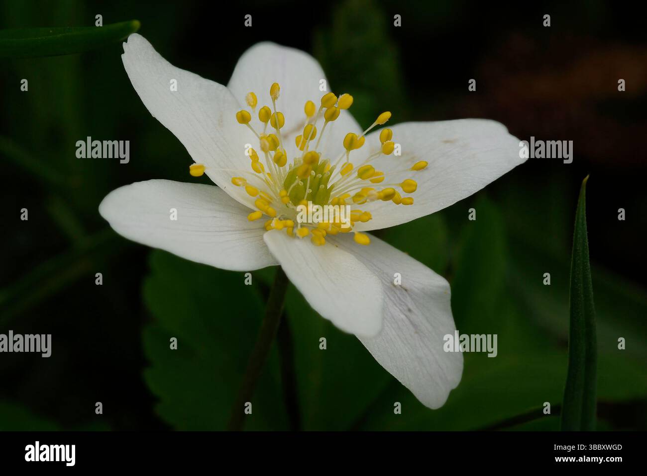 Close up di legno anemone Foto Stock