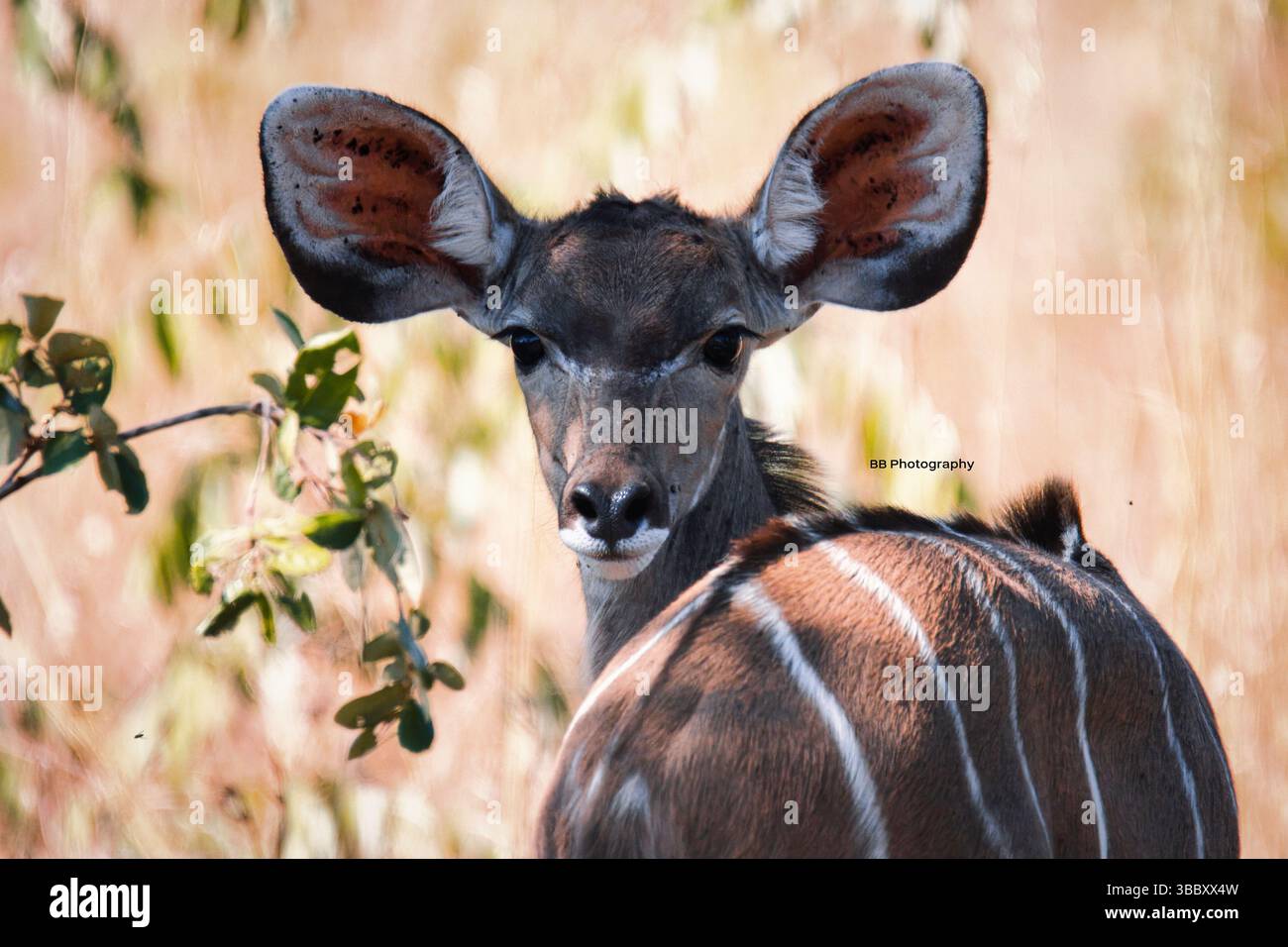 Giovane kudu donna in allerta nel Parco Nazionale di Kruger, in Sud Africa: Graziosa antilope con grandi orecchie e delicata costruzione con l'abitudine di savana naturale Foto Stock