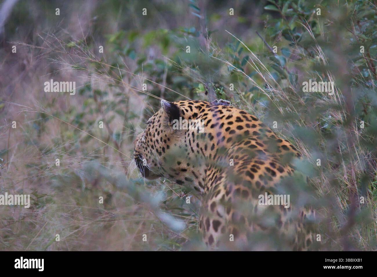 Leopardo che riposa su un ramo d'albero nel Parco Nazionale di Kruger, in Sud Africa, sfuggente predatore africano nell'habitat naturale della savana sotto la luce del giorno. Foto Stock