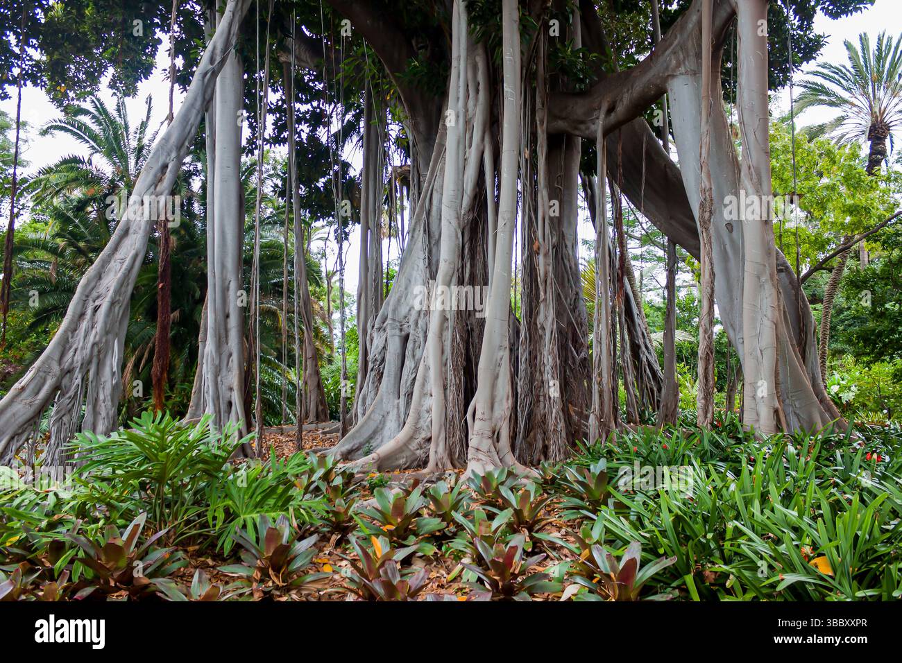 Un gruppo di alberi banyan con spesse radici aeree e fitte foglie verdi. Foto Stock Un gruppo di alberi banyan con spesse radici aeree e fitte foglie verdi. Foto Stock