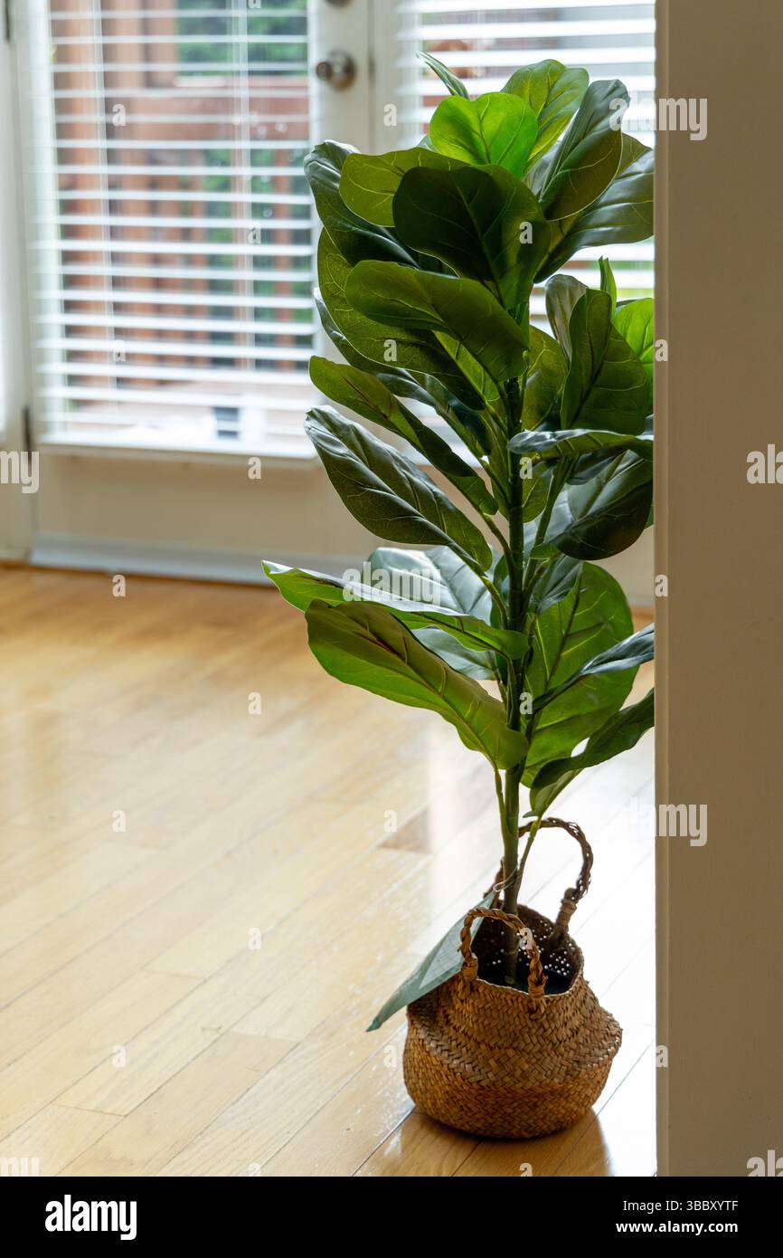 Una grande pianta verde è seduta in un cesto su un pavimento di legno. Il cestello è marrone e la pianta è alta Foto Stock