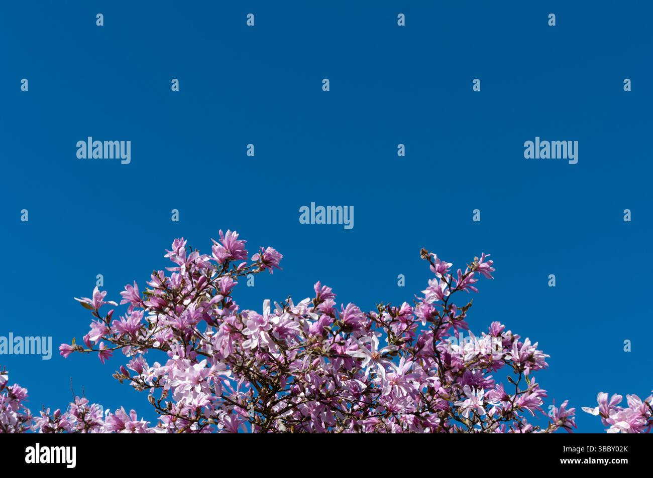 I fiori stellati rosa della gloriosa Magnolia Leonard Messel formano il primo piano inferiore con un'ampia area di copia del cielo blu sopra. Foto Stock I fiori stellati rosa della gloriosa Magnolia Leonard Messel formano il primo piano inferiore con un'ampia area di copia del cielo blu sopra. Foto Stock