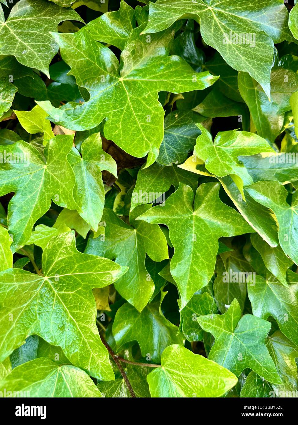 Primo piano di lussureggianti foglie di edera verde con texture dettagliate, perfette come sfondo naturale o elemento decorativo. - Immagine stock catturata con smartphone