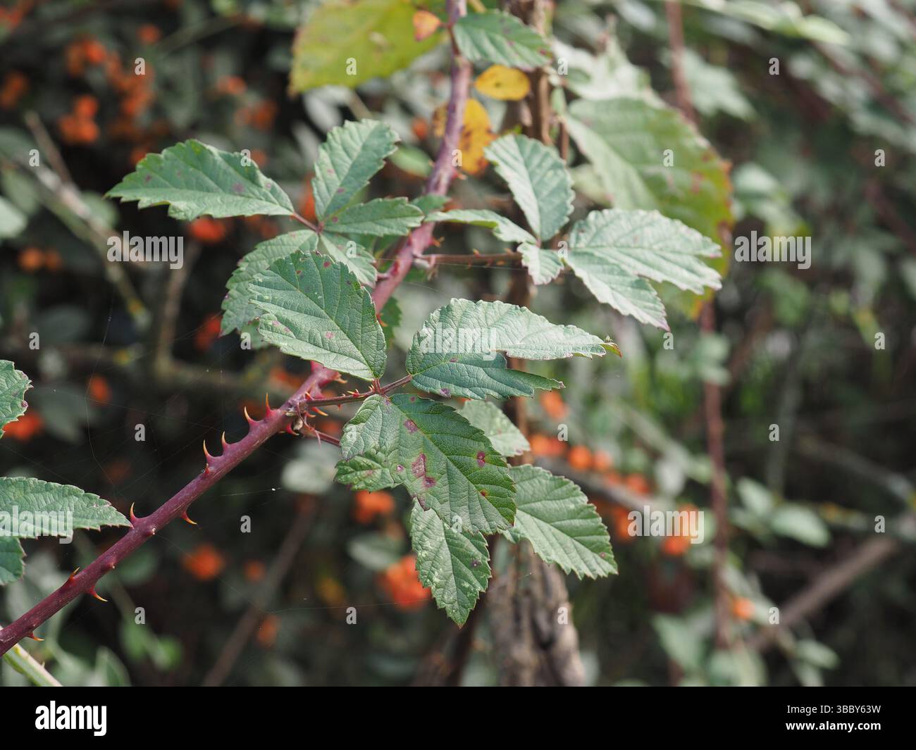 Pianta di mora selvatica nome scientifico Rubus ulmifolius Foto Stock