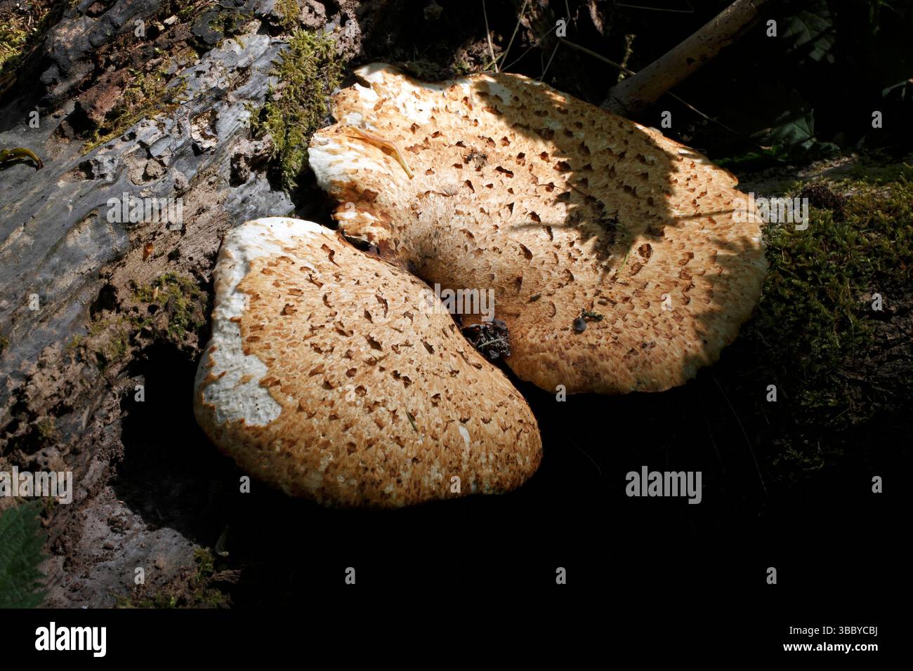 Polyporus squamosus, la sella di Dryad. Sycamore, salice, pioppo e noci sono tutti comunemente attaccati da questo fungo straordinariamente grande. Foto Stock