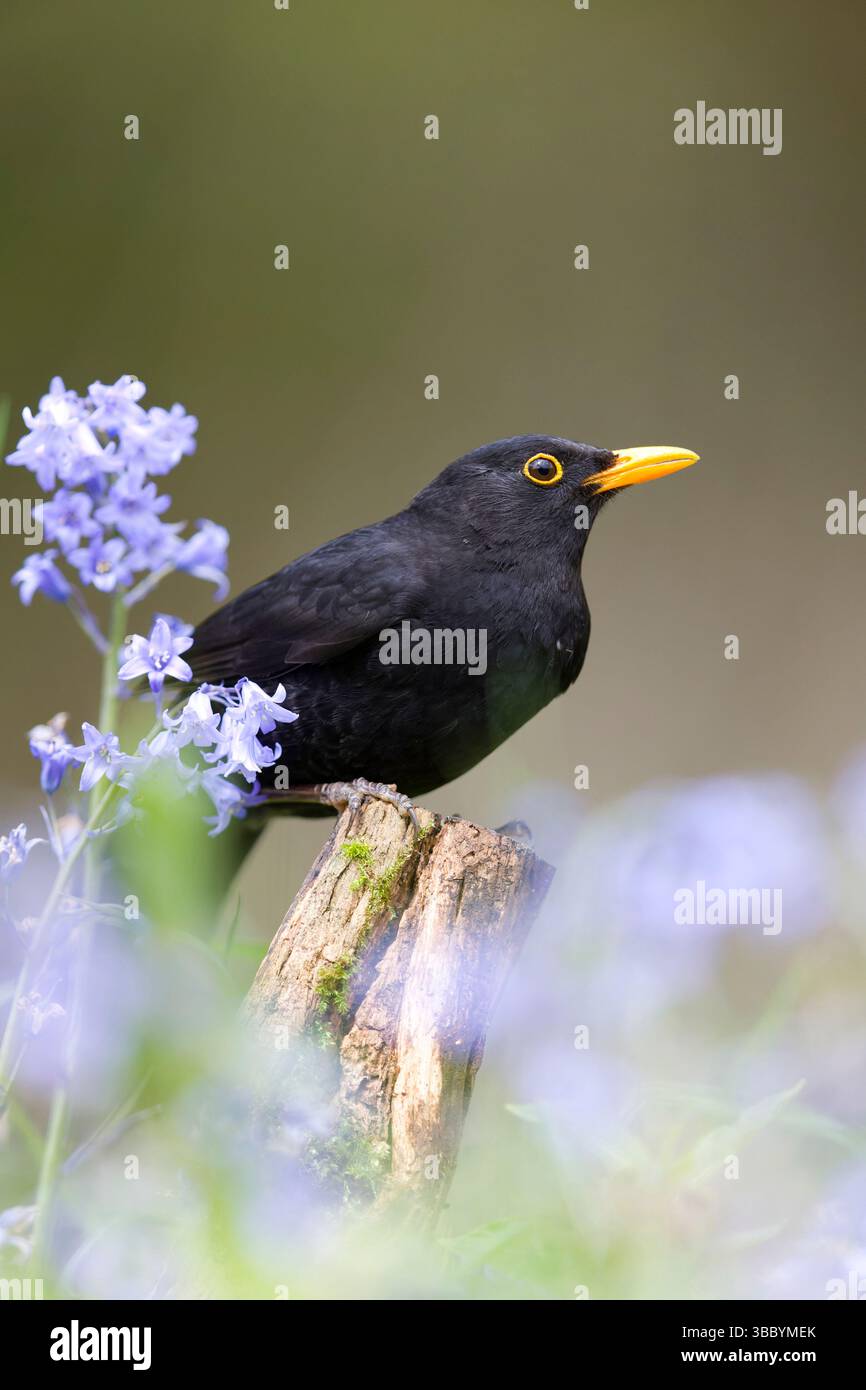 Uccello nero comune Turdus merula, maschio adulto arroccato su un ceppo tra il bluebell Hyacinthoides hispanica spagnolo, fiori, Suffolk, Inghilterra, maggio Foto Stock
