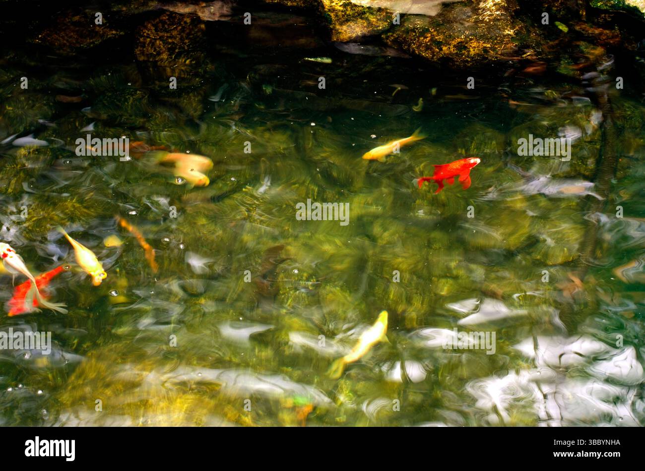 Laghetto di Koi nella serra di Gage Park Foto Stock