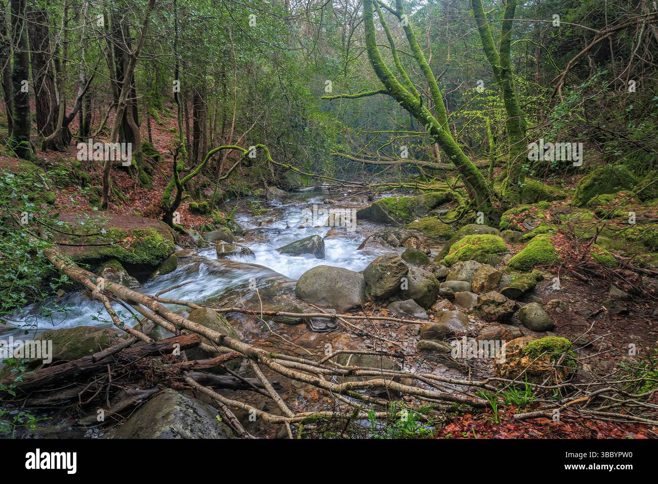 Il ruscello selvaggio scorre attraverso il pavimento della foresta di Glenmalure, vivo di energia primaverile e calmo bosco. Foto Stock