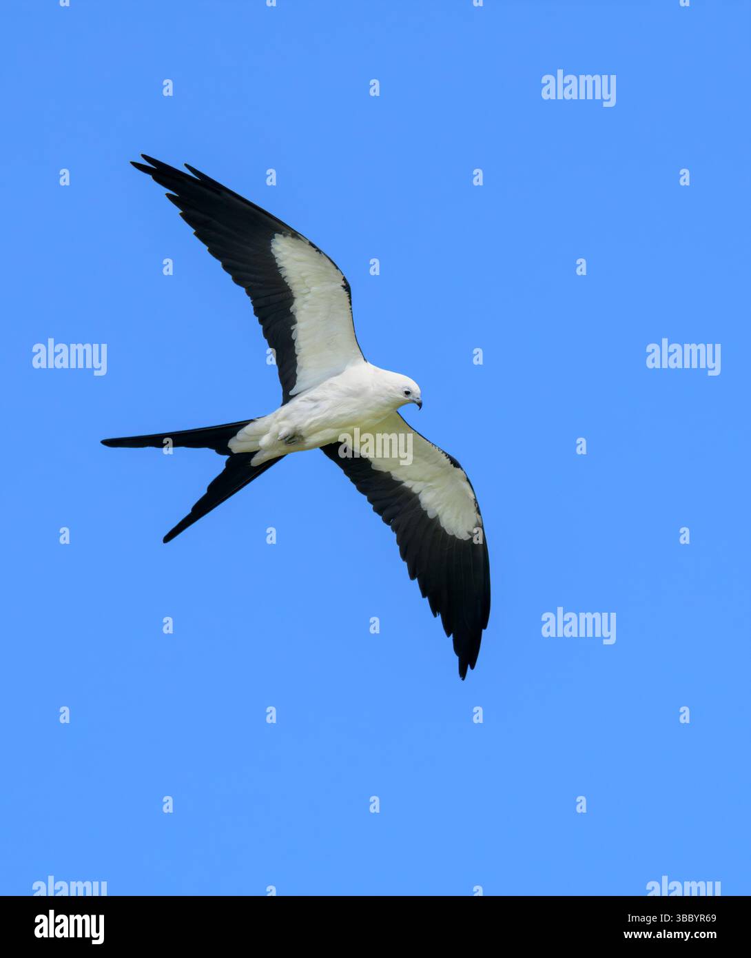 Aquilone dalla coda di rondine (Elanoides forficatus) che si innalza nel cielo blu, nell'area di Houston, nella contea di Harris, Texas, Stati Uniti. Foto Stock