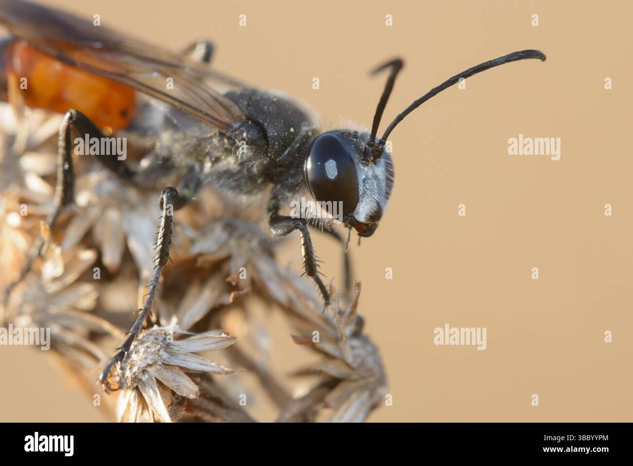 Fly, Insect, Macro, Assassin Foto Stock