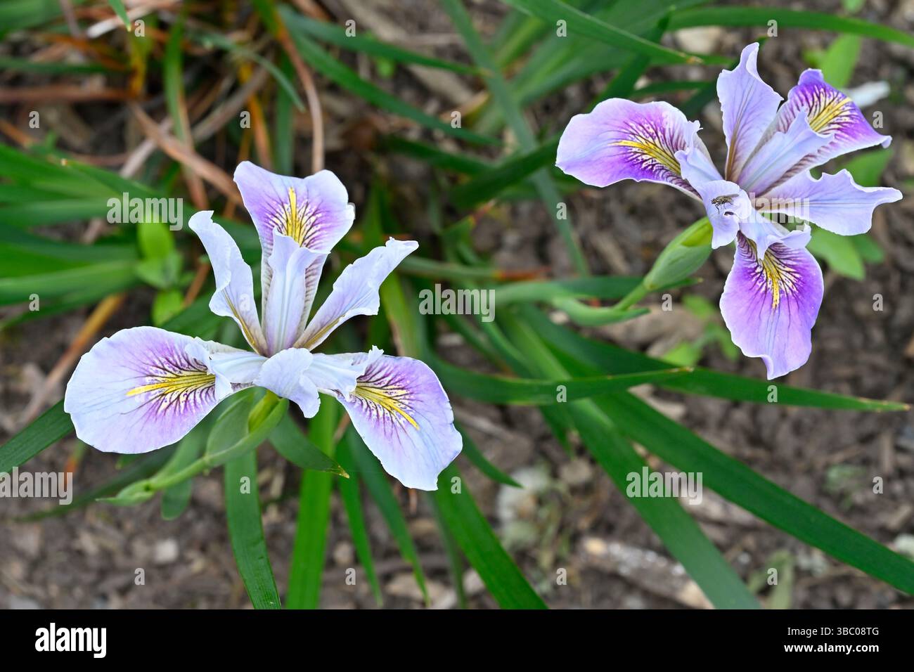 Delicati fiori estivi di malva/lilla di Iris ibridi californiani o ibridi della costa del Pacifico Regno Unito giardino maggio Foto Stock